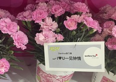 Carnation flowers by Selecta.